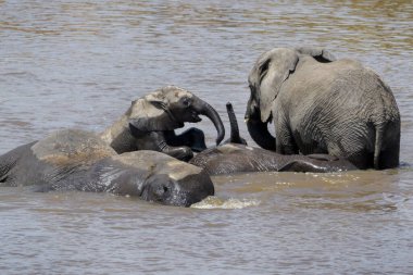 Afrika Fili (Loxodonta africana) bebek buzağı, Mara River, Serengeti Milli Parkı, Tanzanya.