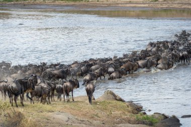Mavi antilop, getirilmiş gnu (Connochaetes taurinus) sürüsü büyük göç sırasında Mara Nehri 'ni geçer, Serengeti Milli Parkı, Tanzanya.