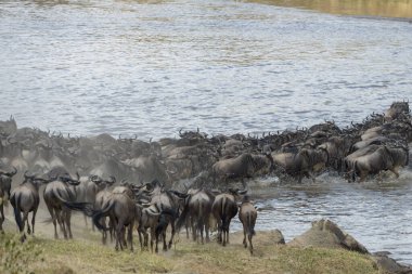 Mavi antilop, getirilmiş gnu (Connochaetes taurinus) sürüsü büyük göç sırasında Mara Nehri 'ni geçer, Serengeti Milli Parkı, Tanzanya.
