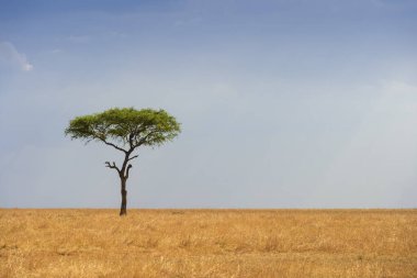 Afrika savanasındaki Akasya ağacı, Serengeti Ulusal Parkı, Tanzanya.