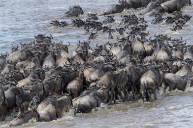 Mavi antilop, getirilmiş gnu (Connochaetes taurinus) sürüsü büyük göç sırasında Mara Nehri 'ni geçer, Serengeti Milli Parkı, Tanzanya.