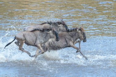 Mavi antilop, getirilmiş gnu (Connochaetes taurinus) büyük göç sırasında Mara nehrine atlıyor, Serengeti ulusal parkı, Tanzanya.