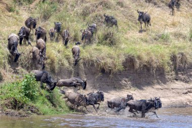Mavi antilop, getirilmiş gnu (Connochaetes taurinus) sürüsü büyük göç sırasında Mara nehrine atlıyor, Serengeti ulusal parkı, Tanzanya.
