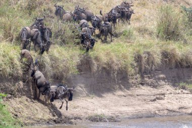 Mavi antilop, getirilmiş gnu (Connochaetes taurinus) sürüsü büyük göç sırasında Mara nehrine atlıyor, Serengeti ulusal parkı, Tanzanya.