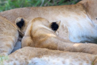 Aslan (Panthera leo) yavrusu, Serengeti Milli Parkı, Tanzanya.