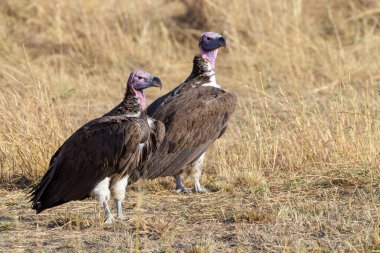 Lappet-faced vulture (Torgos tracheliotus) on the ground, Serengeti national Park, Tanzania. clipart