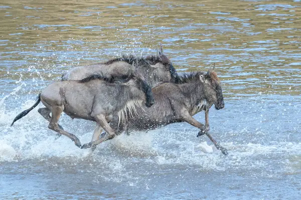 stock image Blue wildebeest, brindled gnu (Connochaetes taurinus) jumping in the Mara river during the great migration, Serengeti national park, Tanzania.