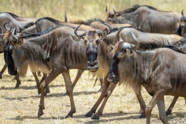 Mavi antilop, getirilmiş gnu (Connochaetes taurinus) sürüsü büyük göç sırasında savanada yürür, Serengeti ulusal parkı, Tanzanya.