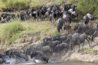 Mavi antilop, getirilmiş gnu (Connochaetes taurinus) sürüsü büyük göç sırasında Mara Nehri 'ni geçer, Serengeti Milli Parkı, Tanzanya.