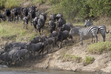 Mavi antilop, getirilmiş gnu (Connochaetes taurinus) sürüsü Mara Nehri 'ni geçerken zebra, Serengeti Milli Parkı, Tanzanya.