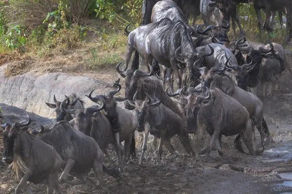 stock image Blue wildebeest, brindled gnu (Connochaetes taurinus) herd crossing the Mara river during the great migration, Serengeti national park, Tanzania.