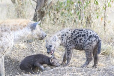 Görülen Sırtlan (Crocuta crocuta) anne ve yavruları mağara girişinde birlikte oynuyorlar, Serengeti Milli Parkı, Tanzanya.