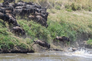 Mavi antilop, getirilmiş gnu (Connochaetes taurinus) sürüsü büyük göç sırasında Mara Nehri 'ne atlıyor, Serengeti Milli Parkı, Tanzanya.