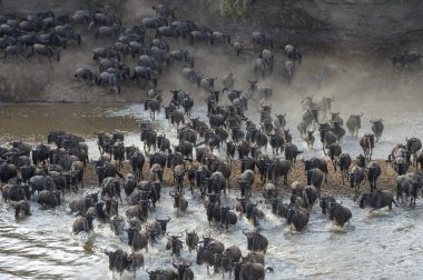 Mavi antilop, getirilmiş gnu (Connochaetes taurinus) sürüsü büyük göç sırasında Mara Nehri 'ni geçer, Serengeti Milli Parkı, Tanzanya.