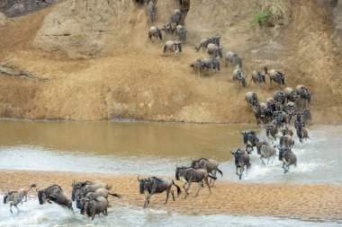 Mavi antilop, getirilmiş gnu (Connochaetes taurinus) sürüsü büyük göç sırasında Mara Nehri 'ni geçer, Serengeti Milli Parkı, Tanzanya.