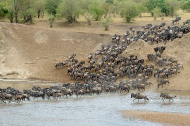 Mavi antilop, getirilmiş gnu (Connochaetes taurinus) sürüsü büyük göç sırasında Mara Nehri 'ni geçer, Serengeti Milli Parkı, Tanzanya.