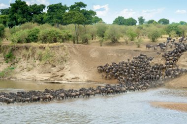 Mavi antilop, getirilmiş gnu (Connochaetes taurinus) sürüsü büyük göç sırasında Mara Nehri 'ni geçer, Serengeti Milli Parkı, Tanzanya.