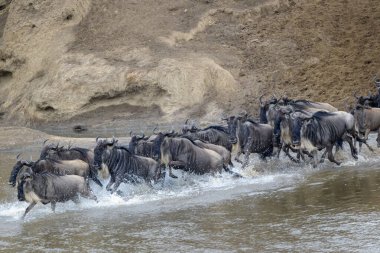 Mavi antilop, getirilmiş gnu (Connochaetes taurinus) sürüsü büyük göç sırasında Mara Nehri 'ni geçer, Serengeti Milli Parkı, Tanzanya.