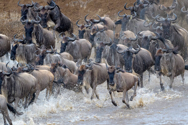 Blue wildebeest, brindled gnu (Connochaetes taurinus) herd crossing the Mara river during the great migration, Serengeti national park, Tanzania.