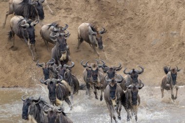 Blue wildebeest, brindled gnu (Connochaetes taurinus) jumping in and crossing the Mara river, Serengeti national park, Tanzania.