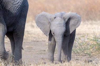 Afrika fili (Loxodonta africana) anne, Ngorongoro koruma alanı, Tanzanya 'nın hemen yanındaki savananın üzerinde duran yavru buzağıdır..