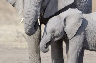 Afrika fili (Loxodonta africana) anne inek, Ngorongoro koruma alanı, Tanzanya 'nın yanında beslenen yavru buzağıdır..
