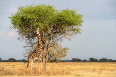 Masai zürafası (Giraffa camelopardalis tippelskirchii) akasya ağacı, Ngorongoro Koruma Alanı, Tanzanya.