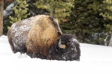 Amerikan Bizonu (Bizon bizonu) kar fırtınası, Yellowstone Ulusal Parkı, Wyoming, ABD