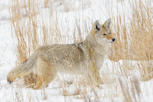 stock image Coyote (Canis latrans) hunting in high grass and snow in winter, Yellowstone National Park, Wyoming, United States of America.