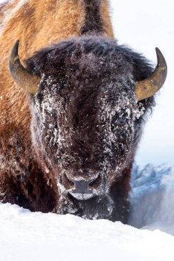 Donmuş Amerikan Bizonu (Bizon bizonu) karda duruyor, kameraya bakıyor, Yellowstone Ulusal Parkı, Wyoming, Birleşik Devletler
