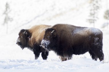 Amerikan Bizonu (Bizon bizonu) kar fırtınası sırasında, Yellowstone Ulusal Parkı, Wyoming, ABD