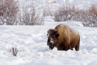 Amerikan Bizonu (Bizon bizonu) kışın karın içinde yiyecek arar, Yellowstone Ulusal Parkı, Wyoming, Birleşik Devletler