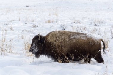 Amerikan Bizonu (Bizon bizonu) kar fırtınası sırasında, Yellowstone Ulusal Parkı, Wyoming, ABD