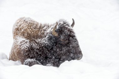 Amerikan Bizonu (Bizon bizonu) kışın kar fırtınası sırasında, Yellowstone Ulusal Parkı, Wyoming, ABD