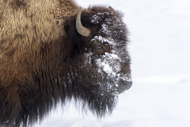 Amerikan Bizonu (Bizon bizonu) kışın portresi, Yellowstone Ulusal Parkı, Wyoming, ABD