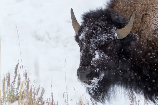 Genç Amerikan Bizonu (Bizon bizonu) kışın buzağı portresi, kameraya bakarak, Yellowstone Ulusal Parkı, Wyoming, ABD