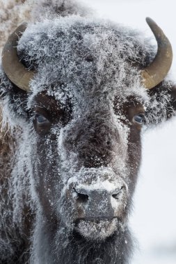 Amerikan Bizonu (Bizon bizonu), kış boyunca buzla dondurulmuş, Yellowstone Ulusal Parkı, Wyoming, Birleşik Devletler
