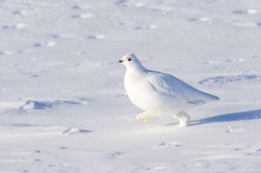 Willow Ptarmigan (Lagopus lagopus), Tundra, Churchill, Manitoba, Kanada 'da karda yürüyor..