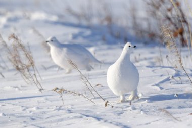 Willow Ptarmigan (Lagopus lagopus), Tundra, Churchill, Manitoba, Kanada 'da karın üzerinde duruyor..