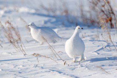 Willow Ptarmigan (Lagopus lagopus), standing in snow on tundra, Churchill, Manitoba, Canada. clipart