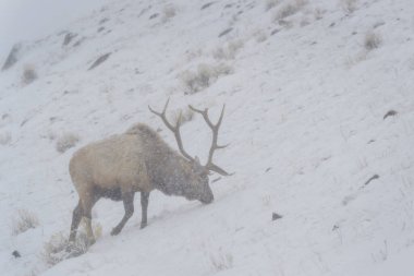 Geyik veya wapiti (Cervus canadensis), tipide beslenen, Yellowstone Ulusal Parkı, Wyoming, ABD.