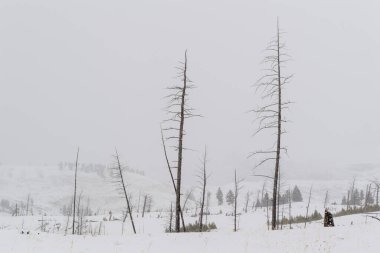 Kışın ölü ağaçlarla tipik manzara, Yellowstone Ulusal Parkı, Wyoming, Montana, ABD.