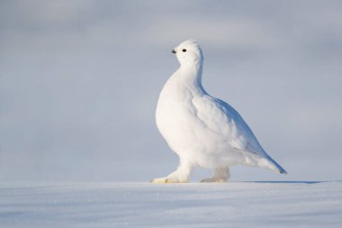 Willow Ptarmigan (Lagopus lagopus), tundrada kar üzerinde yürüyor, yukarı bakıyor, Churchill, Manitoba, Kanada.