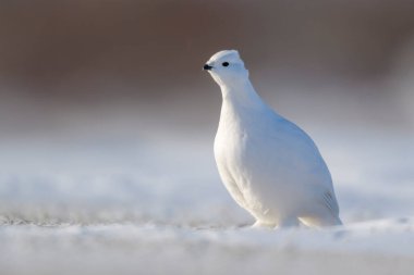 Willow Ptarmigan (Lagopus lagopus), tundrada kar üzerinde duruyor, kameraya bakıyor, Churchill, Manitoba, Kanada.