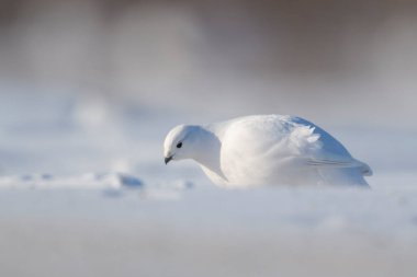 Willow Ptarmigan (Lagopus lagopus), Tundra, Churchill, Manitoba, Kanada 'da karlar içinde yiyecek arıyor..