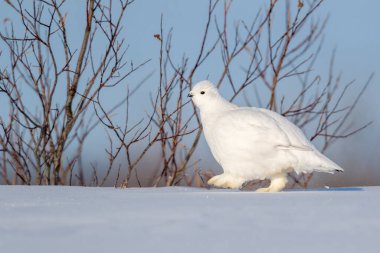 Willow Ptarmigan (Lagopus lagopus), Tundra, Churchill, Manitoba, Kanada 'da karda yürüyor..
