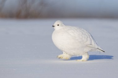 Willow Ptarmigan (Lagopus lagopus), Tundra, Churchill, Manitoba, Kanada 'da karda yürüyor..