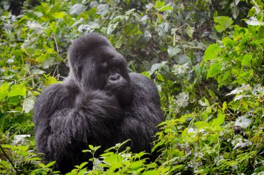 Dağ gorili (goril gorili beringei) gümüş sırt portresi, Volkanlar Ulusal Parkı, Ruanda