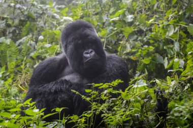 Mountain gorilla (Gorilla gorilla beringei) silverback portrait, Volcanoes National Park, Rwanda. clipart