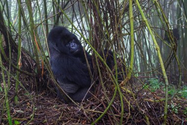 Dağ gorili (goril gorili beringei) yoğun bir otobüste, Volkanik Ulusal Park, Ruanda 'da oturuyor..